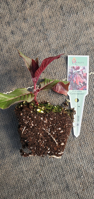 Gartenmeister Fuchsia