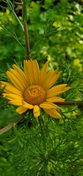 Palm Springs Daisy Cladanthus Arabicus