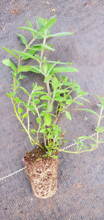 Mint of Israel mentha spicata