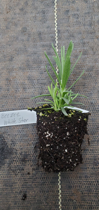 BeeZee White Star Lavender