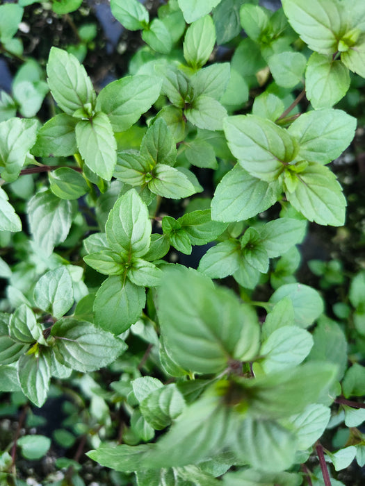 Black Mitcham Peppermint