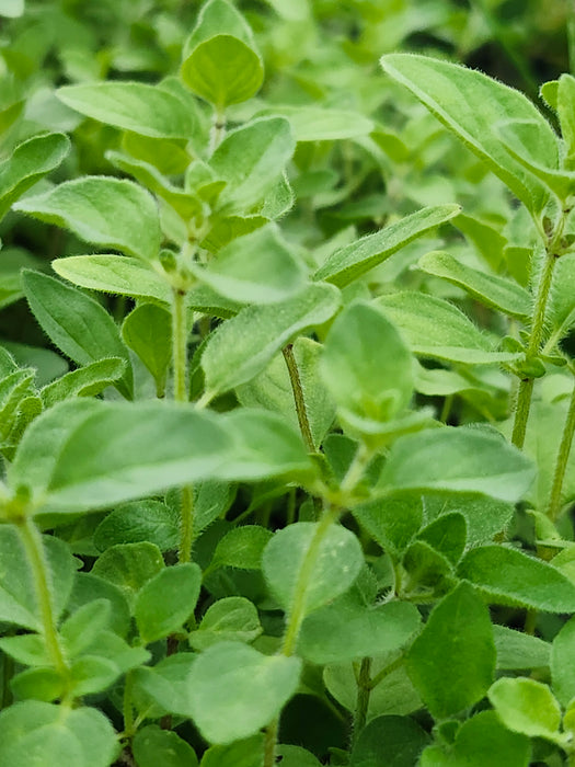 Pizza Oregano