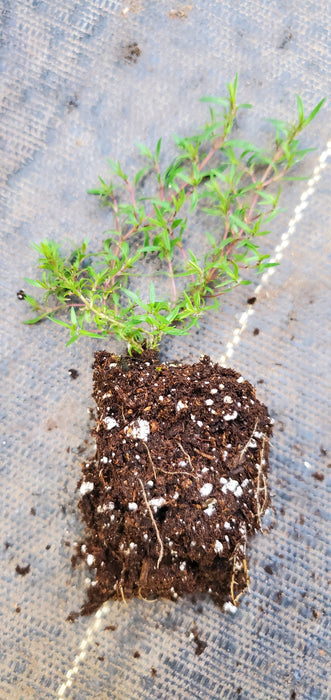 Thyme Dzevanovskyi Blueberry