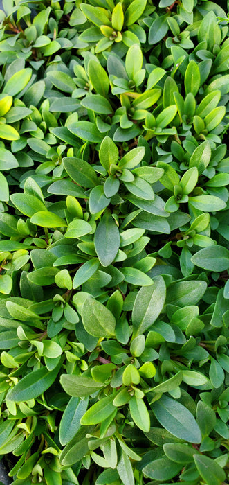 Clinopodium Arkansanum