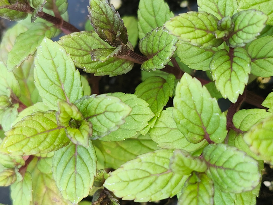 'Best' Spearmint