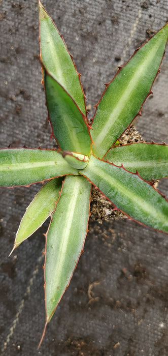 Agave Lophantha