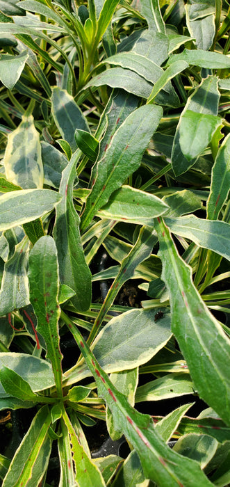 Gaura Silver Fountain