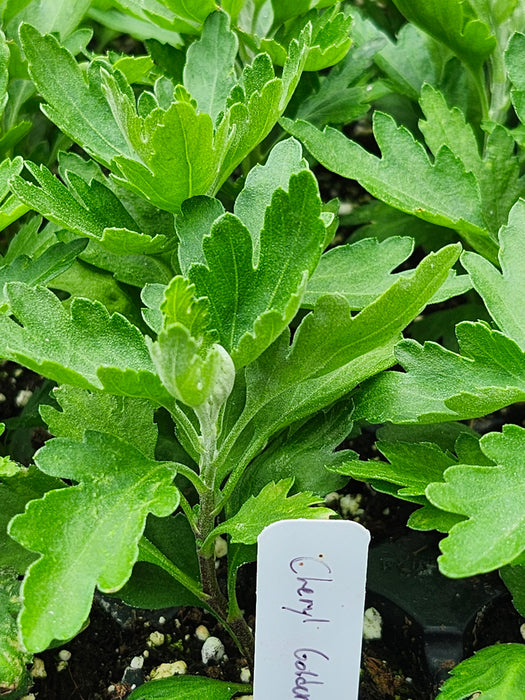 Cheryl Golden Chrysanthemum