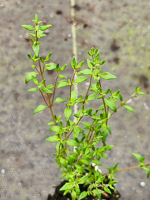 French Dotwell Thyme
