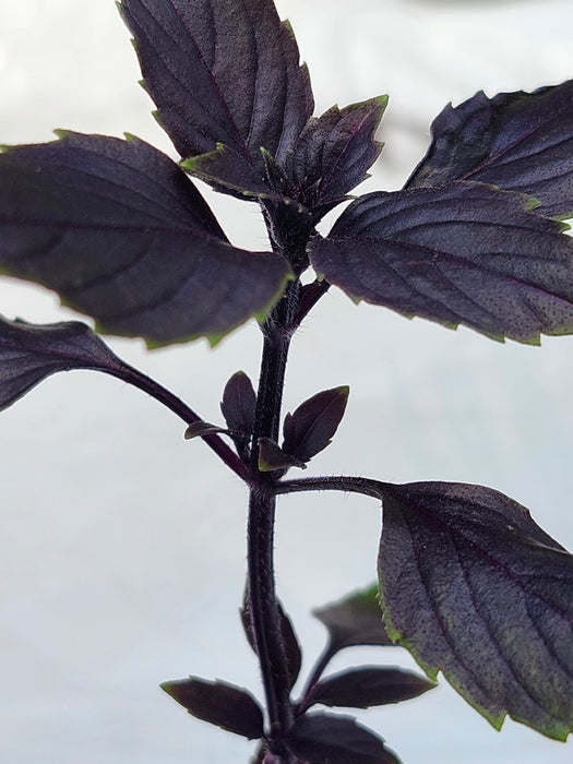 Basil Wild Magic