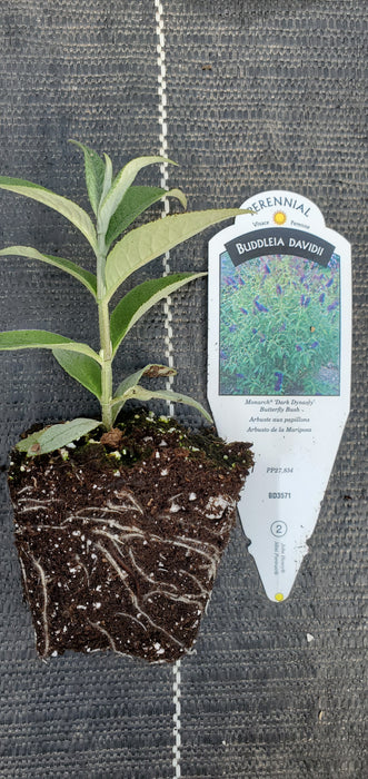 Monarch Dark Dynasty