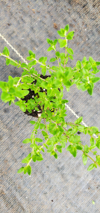Thyme Porlock