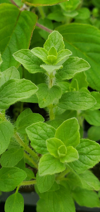 Oregano Onites