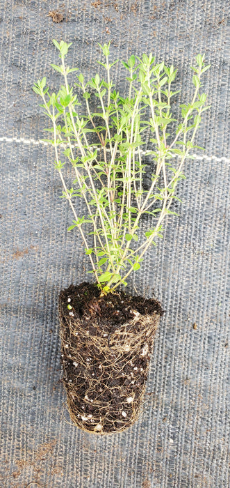 Thyme Porlock