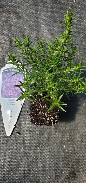 Eye Caramba Phlox Subulata Moss Phlox