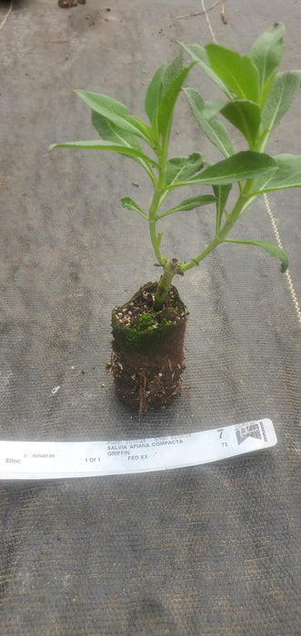 Salvia Apiana Compacta