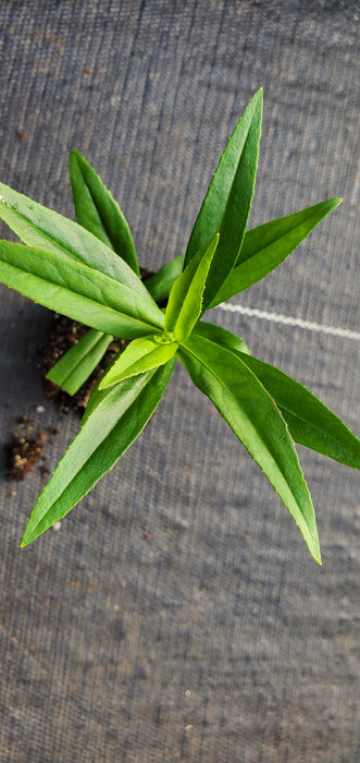 Mountain Treats Red Penstemon