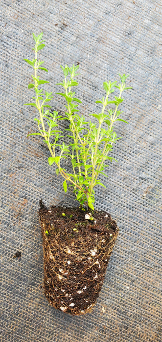 Passion Pink Thyme