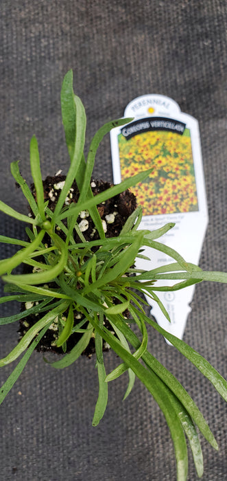 Sizzle and Spice Curry Up Coreopsis verticillata
