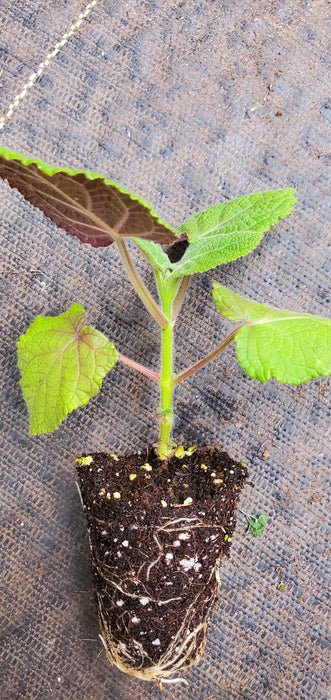 Salvia Macrophylla Purple Leaf Big Leaf Sage