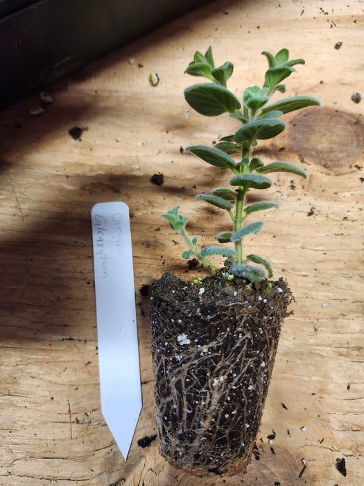 Oregano Calcaratum Dittany of Amorgas