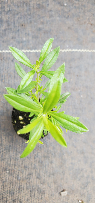 Yugoslavian Winter Savory Satureja Adamovica