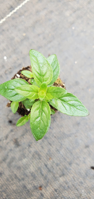 Monardella Purpurea