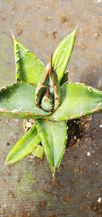 Agave ghiesbreghtii 'Purpusorum'