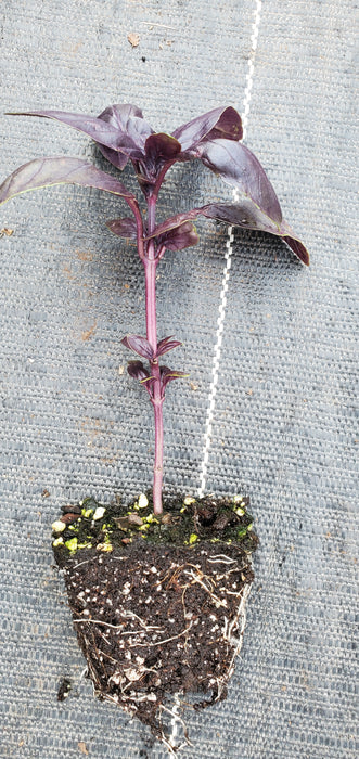 Basil Doron Prospera DMR purple sweet basil