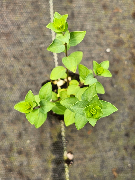 Oregano Bristol Cross