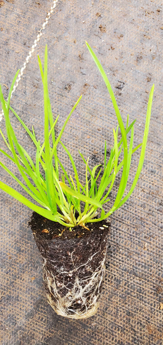 Sweet Grass Anthoxanthum odoratum