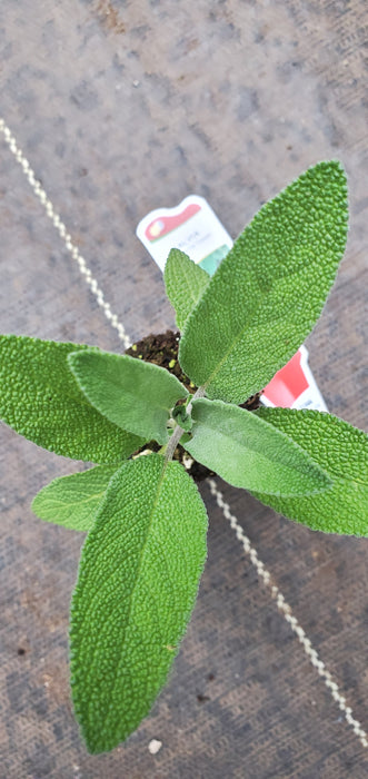 Extracta Sage Salvia officinalis