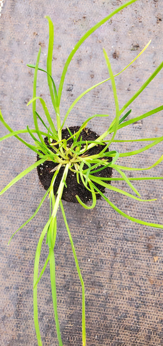 Sweet Grass Anthoxanthum odoratum