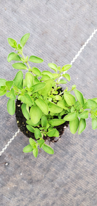Dwarf Greek Oregano