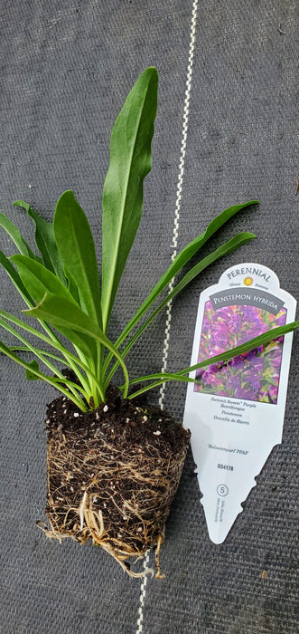 Summit Sweets Purple Penstemon Hybrid