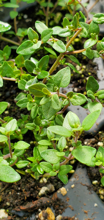 Broadleaf English Thyme