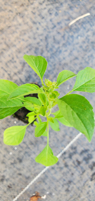 Kivumbasi Lime Basil Ocimum Africanum