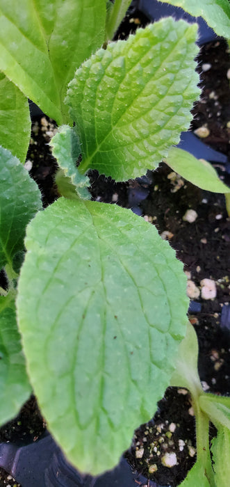 Borage alba