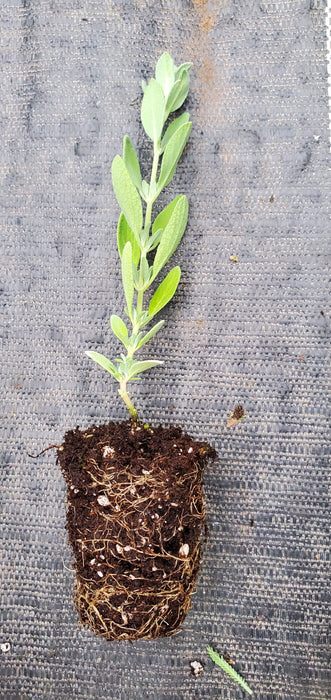 Salvia Chamaedryoides Germander Sage
