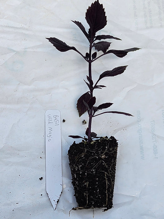 Basil Wild Magic