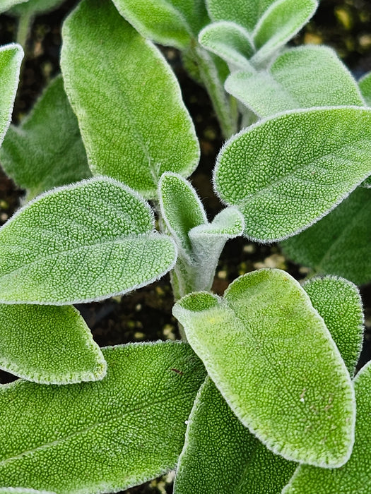 Salvia Officinalis Ovalvet Sage