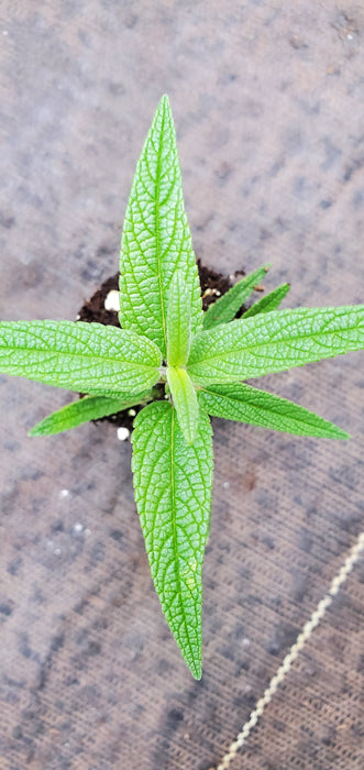 Salvia leucantha Santa Barbara