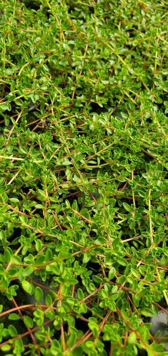 Thyme Purple Carpet