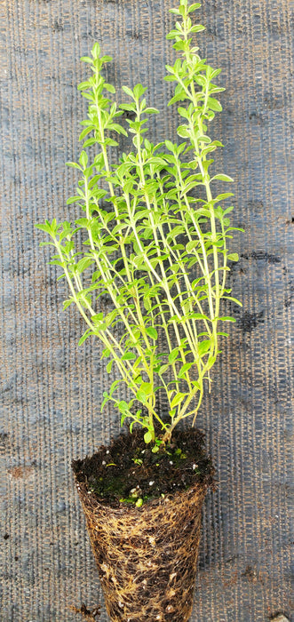 Thyme Mystic Lemon