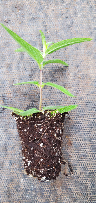 Salvia leucantha Santa Barbara