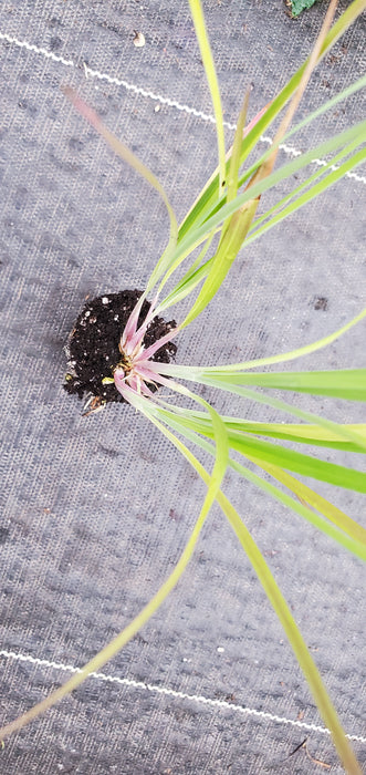 Prairie Bluestem Andropogon Scoparius
