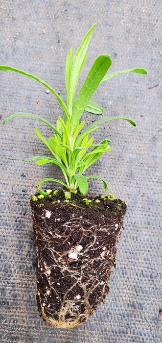 Lavender Viridis Yellow Blooming