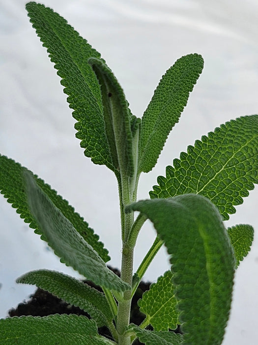 Salvia Leucophylla