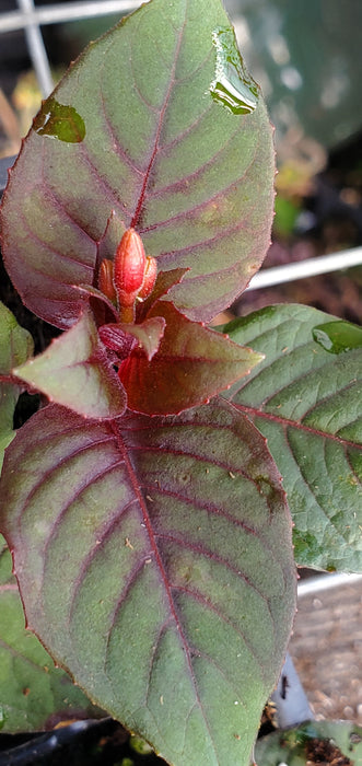 Gartenmeister Fuchsia