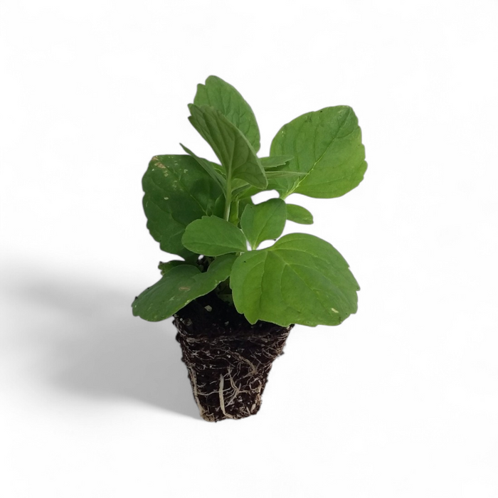 Valerian Valeriana Officinalis starter plant